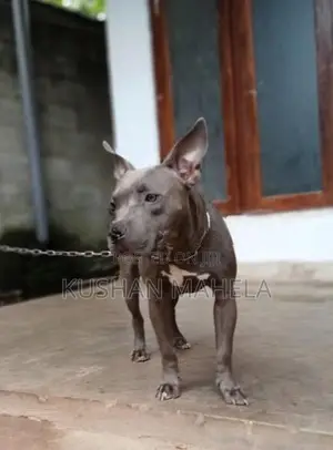 Amarican Bully Female Dog