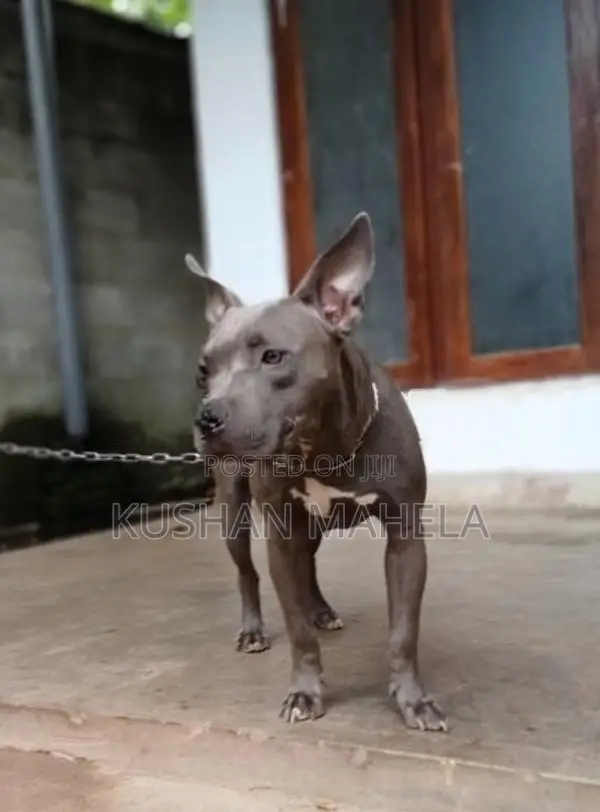 Amarican Bully Female Dog