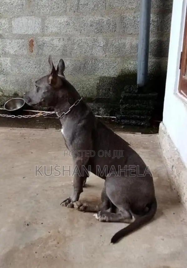 Amarican Bully Female Dog