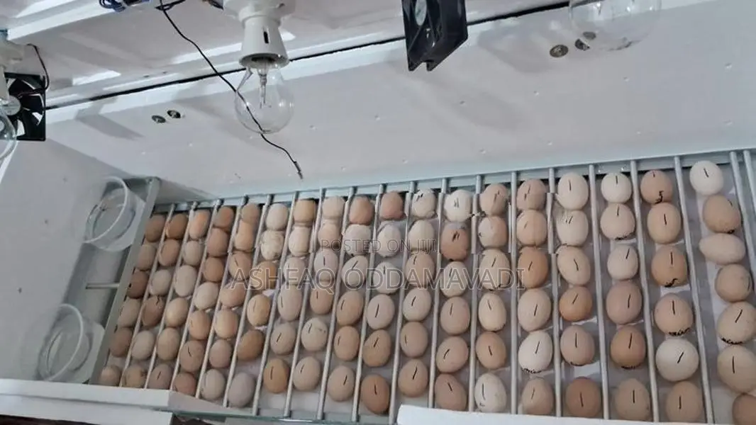 Incubator