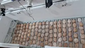 Incubator