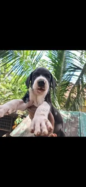 Great Dane Puppy
