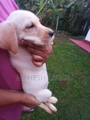 Labrado Puppies