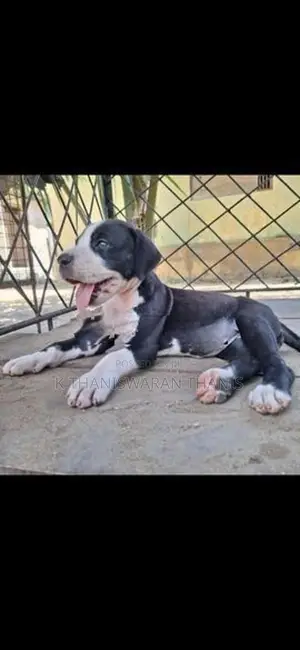 Great Dane Puppy