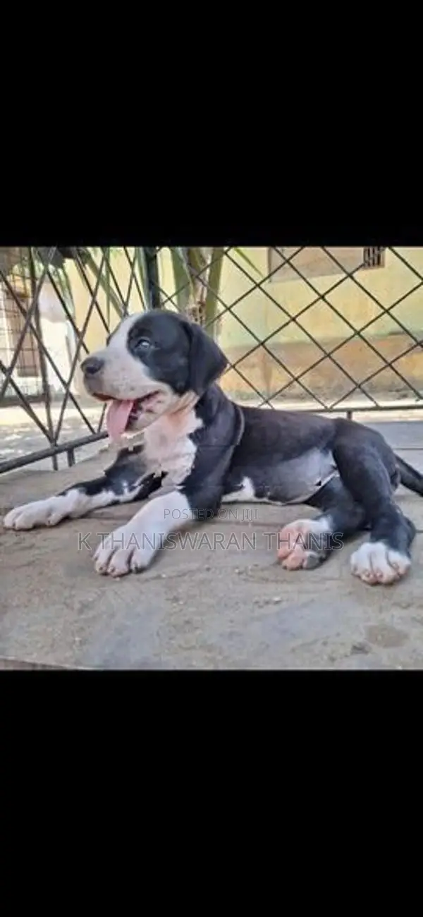 Great Dane Puppy