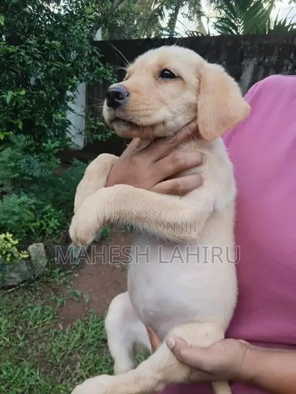 Labrado Puppies