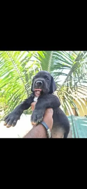 Great Dane Puppy