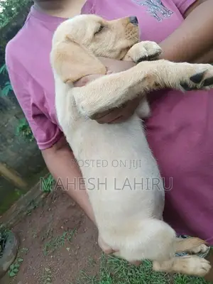 Labrado Puppies