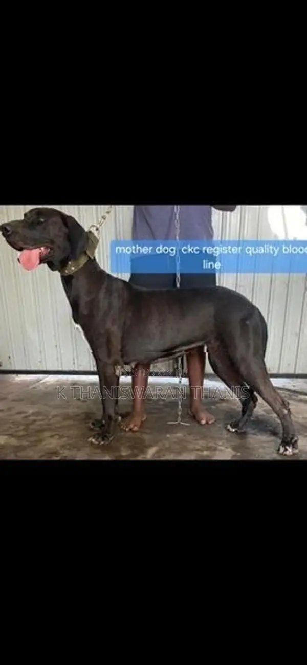 Great Dane Puppy