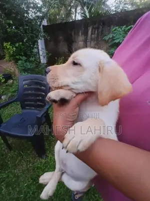 Labrado Puppies