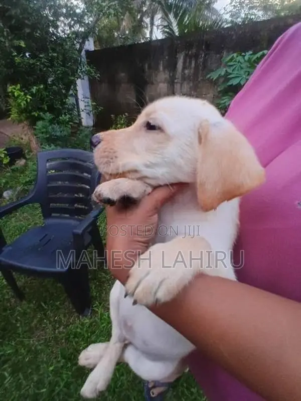 Labrado Puppies