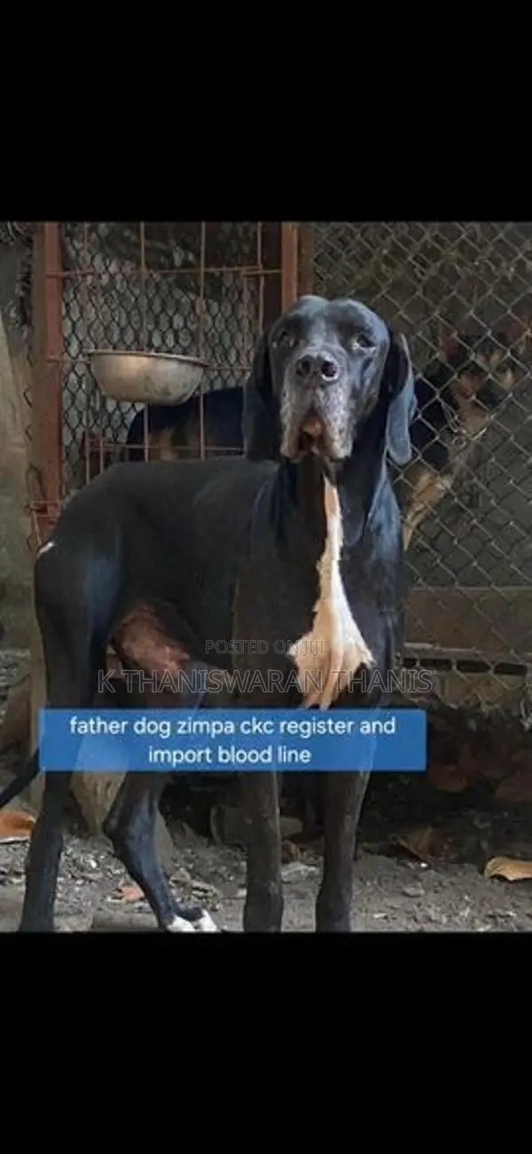 Great Dane Puppy