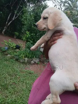 Labrado Puppies