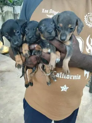 Dachshund Puppy