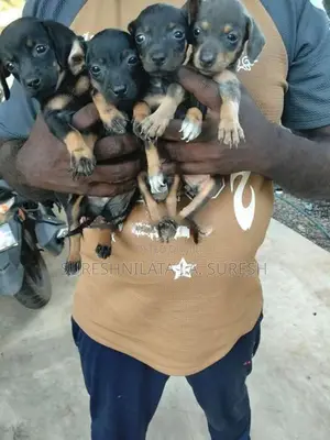 Dachshund Puppy
