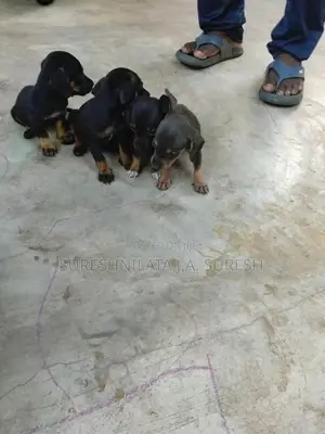 Dachshund Puppy