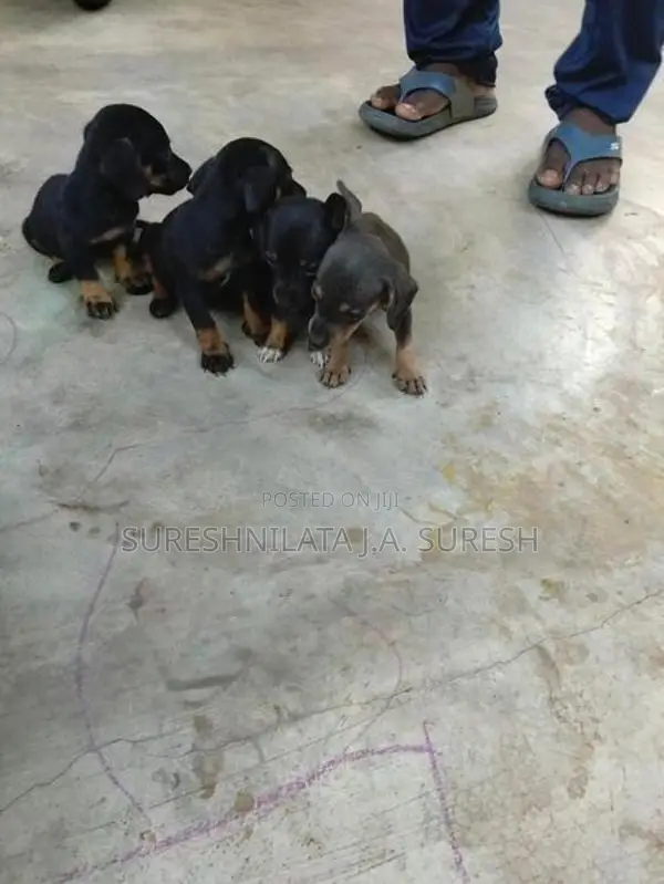 Dachshund Puppy