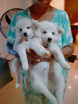Pomeranian Puppy