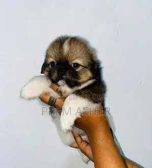 Shih Tzu Puppies