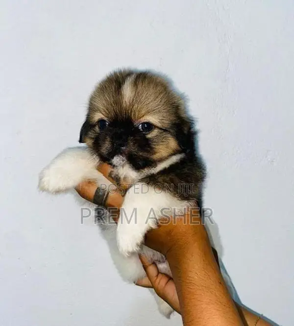 Shih Tzu Puppies