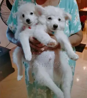 Pomeranian Puppy