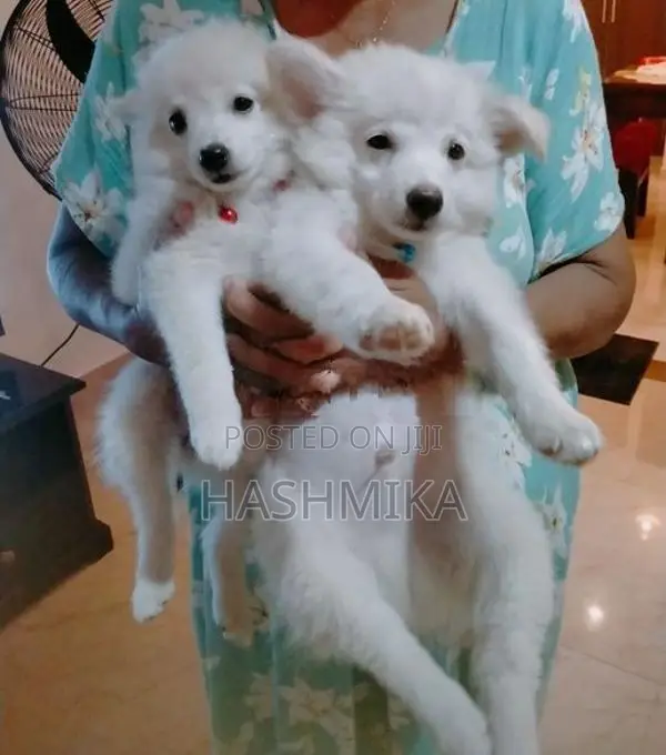 Pomeranian Puppy