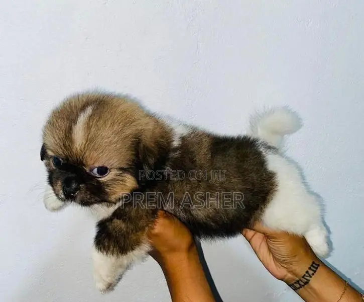 Shih Tzu Puppies