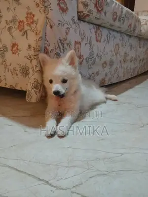 Pomeranian Puppy