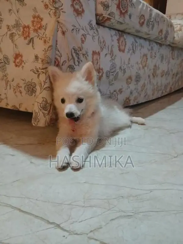 Pomeranian Puppy
