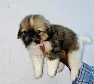 Shih Tzu Puppies
