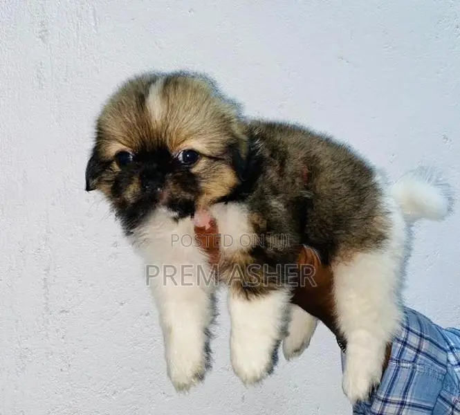 Shih Tzu Puppies