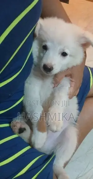 Pomeranian Puppy