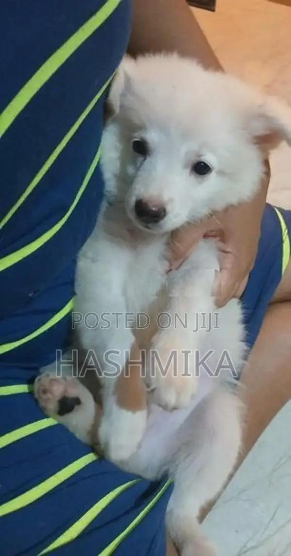 Pomeranian Puppy