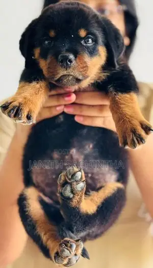 Rottweiler Male Puppy