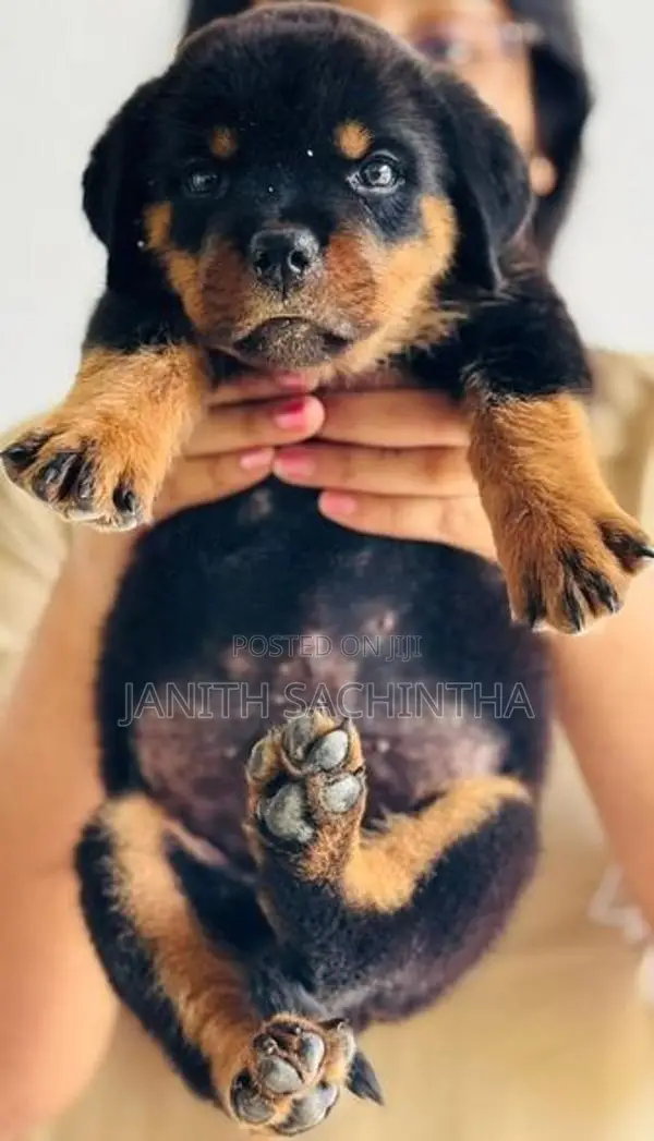 Rottweiler Male Puppy