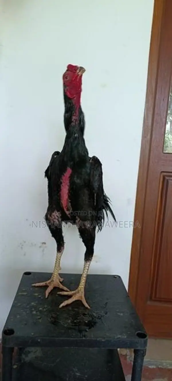 Shamo Rooster