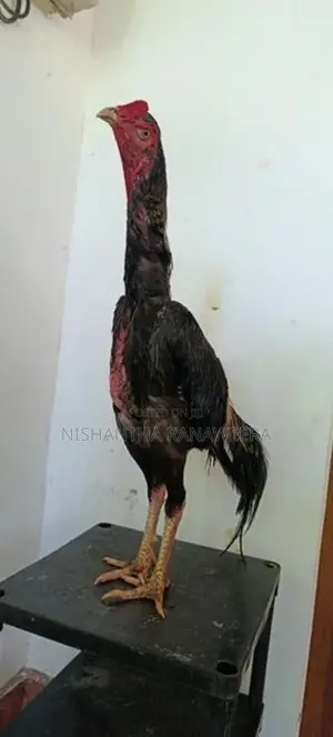 Shamo Rooster