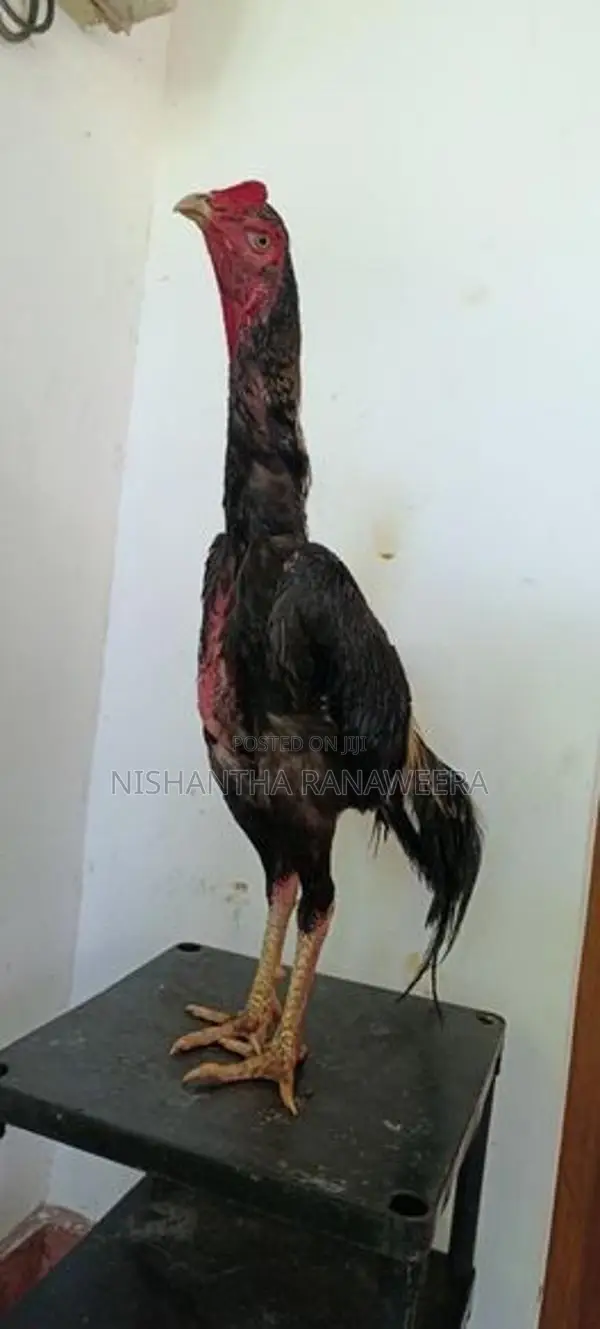 Shamo Rooster