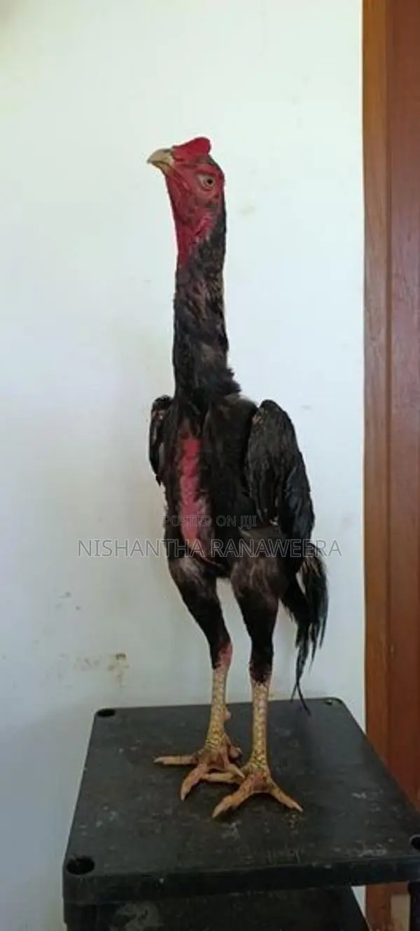 Shamo Rooster