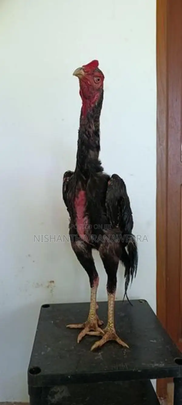 Shamo Rooster