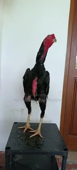 Shamo Rooster