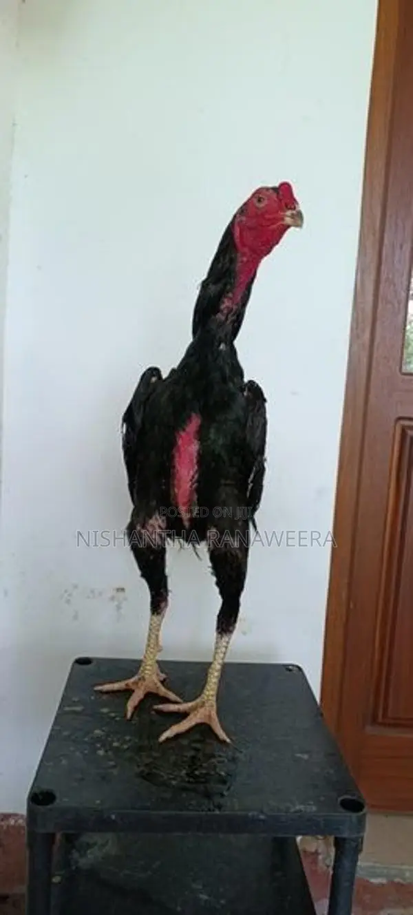 Shamo Rooster