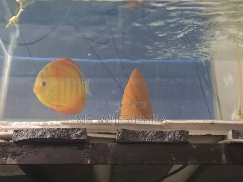Discuss Fish