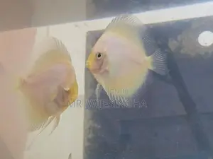 Discuss Fish