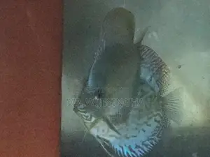 Discuss Fish
