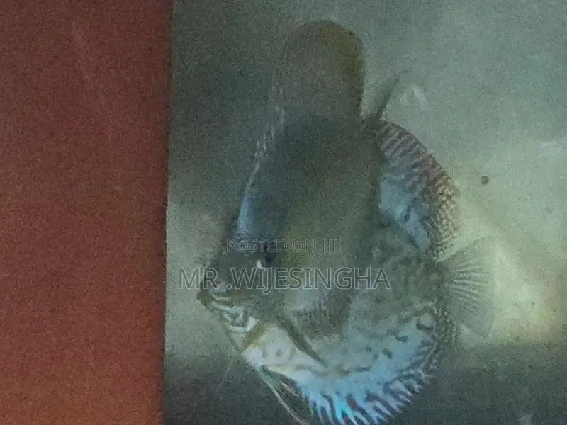 Discuss Fish