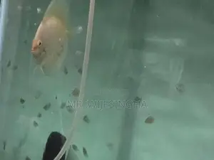 Discuss Fish