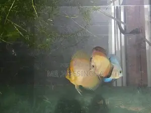 Discuss Fish