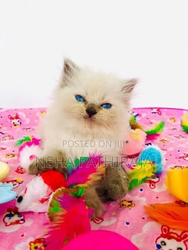 Persian Cat