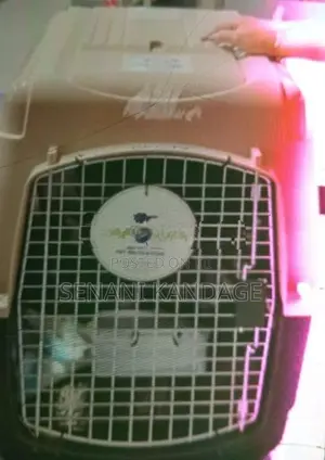 Dog Crate